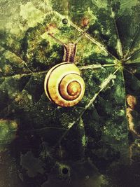 Close-up of snail on leaf