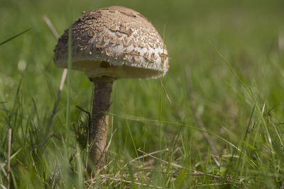 Close-up of mushroom growing on field