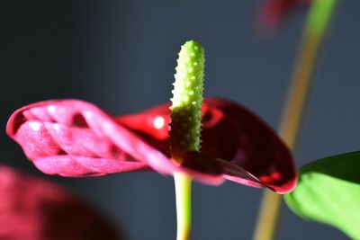 Close-up of pink flower