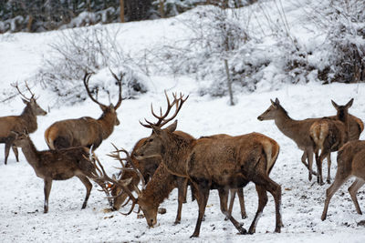 Deer on snow covered field