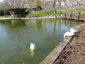 Bird in water