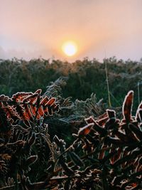 Close-up of plants growing on field against sky during sunset