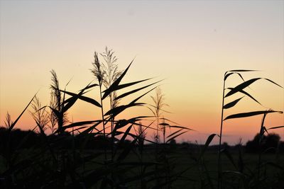 Close-up of silhouette plants on field against romantic sky