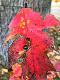Close-up of insect on red leaf