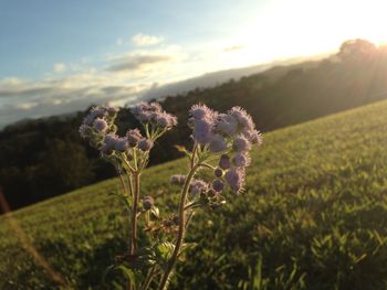 Close-up of flowering plant on land against sky