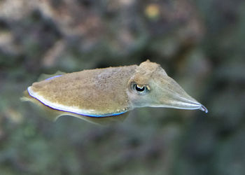 Close-up of fish swimming