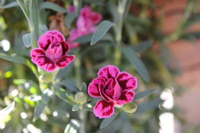 Close-up of pink rose