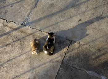 High angle view of dogs on street