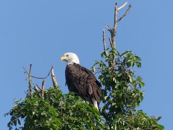 Low angle view of eagle perching on tree