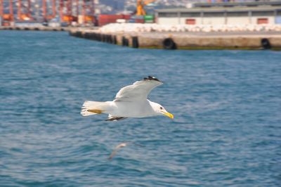 Seagull flying over sea