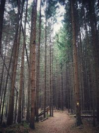 Pine trees in forest