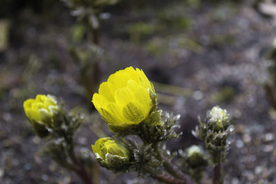 Close-up of yellow flowering plant