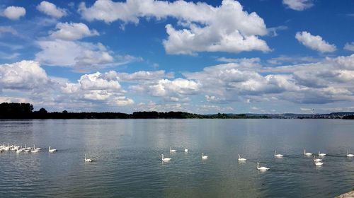 Birds swimming in lake against cloudy sky