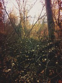 Bare trees in forest