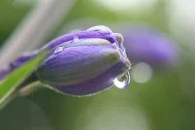 Close up of purple flowers