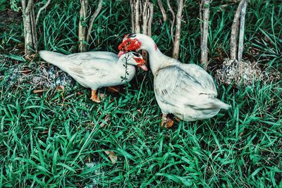 High angle view of birds on field