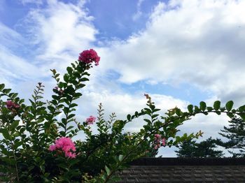 View of trees against sky