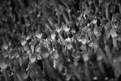 Close-up of plant against blurred background