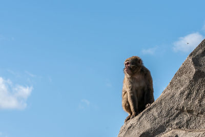 Low angle view of monkey sitting against sky