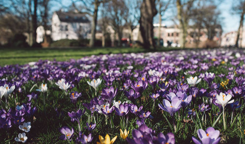 Close-up of purple crocus flowers in park