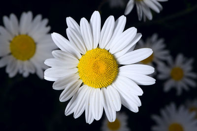 Close-up of white shasta daisy flowers against black background