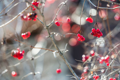 Close-up of berries growing on tree