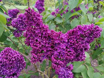 Close-up of purple flowers blooming outdoors