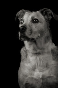 Close-up of dog looking away