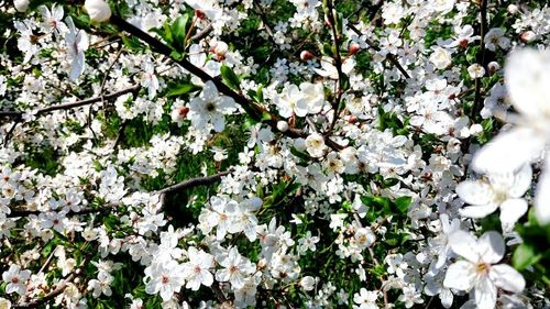 Close-up of white cherry blossoms in spring