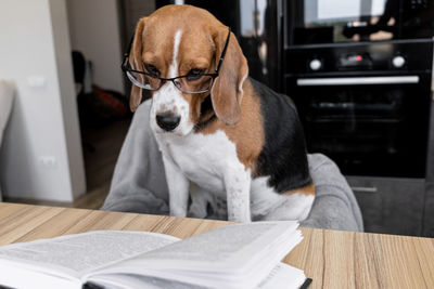 Dog sitting on table at home