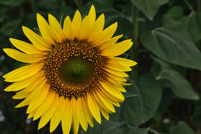 Close-up of sunflower