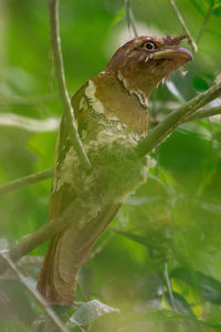 Close-up of bird perching on branch