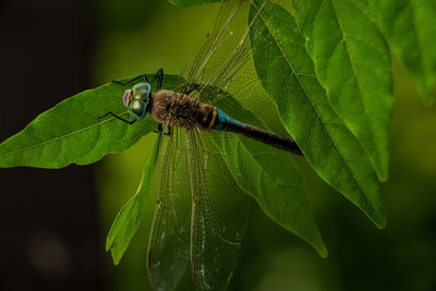 Close-up of insect on leaf