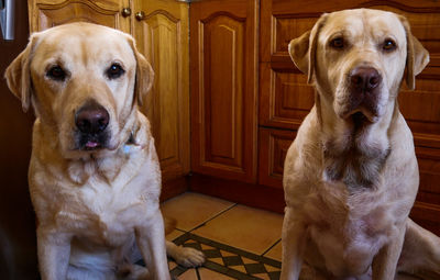 Portrait of dogs at home