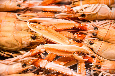 Close-up of prawns