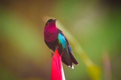 Close-up of a bird perching on flower