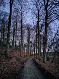 Road amidst trees in forest