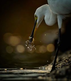 Close-up of bird drinking water