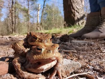 Close-up of elephant in the forest