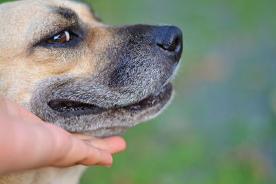 Close-up of a dog