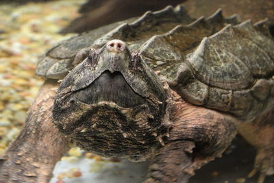 Close-up of lizard