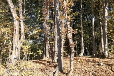 Trees growing in forest