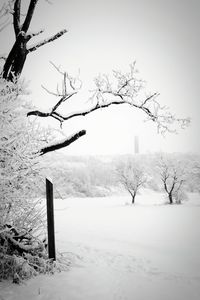 Bare tree against clear sky during winter