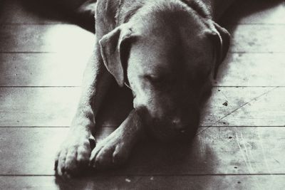 Close-up of dog lying on floor at home