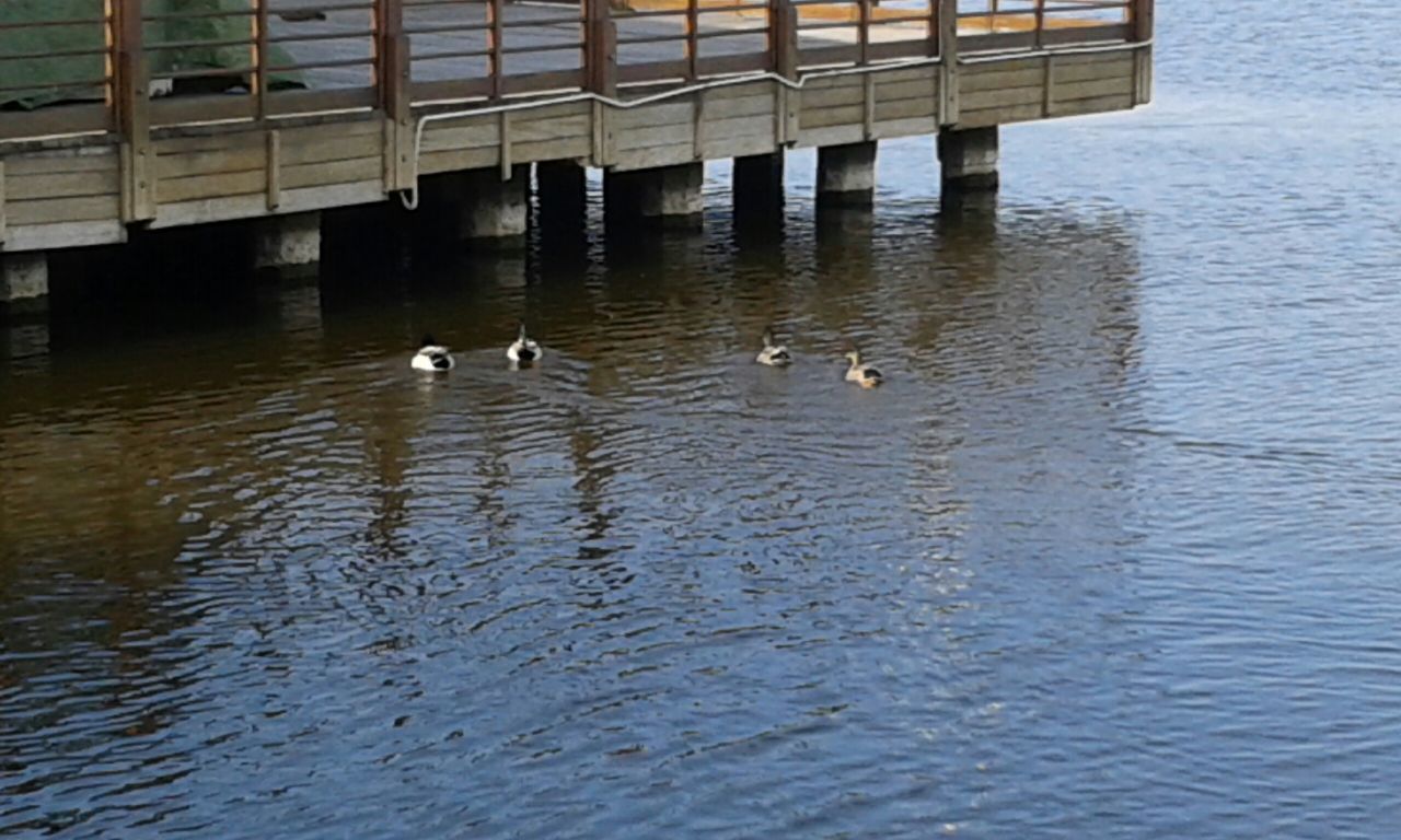 bird, animal themes, animals in the wild, wildlife, water, waterfront, swimming, reflection, duck, lake, built structure, rippled, building exterior, medium group of animals, architecture, nature, flock of birds, river, outdoors