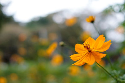 Close-up of yellow flower blooming