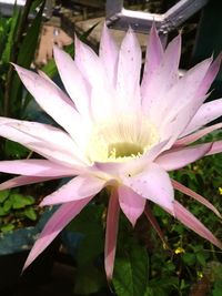 Close-up of pink flower