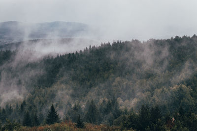 Forest evaporates water. it is cold because it consumes solar energy to evaporate water. 