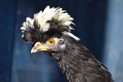 Close-up of a bird looking away