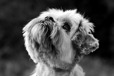 Close-up of dog looking away